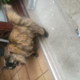 Photo de chat trouvé à St Clair De La Tour