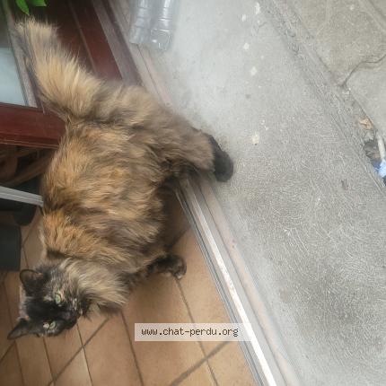 Photo 1/1 Chat trouvé Trouvé à St clair de la tour