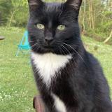 Photo de chat perdu à Artiguelouve