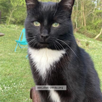 Photo 1/1 Paolo Chat perdu à Artiguelouve