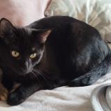 Photo de chat perdu à Clapiers