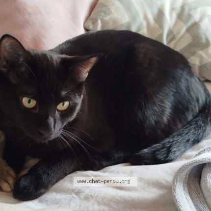 Photo 1/1 Moka Chat perdu à Clapiers