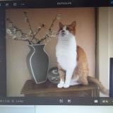 Photo de chat perdu à Fouras