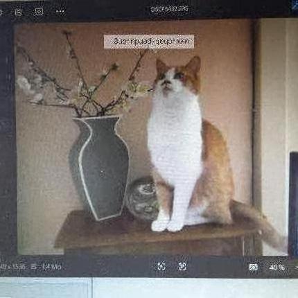 Photo de chat perdu à Fouras