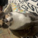 Photo de chat perdu à Bonnut