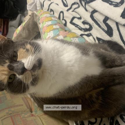 Photo 1/1 Minette Chat perdu à Bonnut