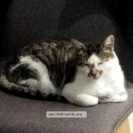 Photo 1/1 Kiwi Chat perdu à Chatillon sur loire