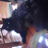 Photo de chat perdu à Belleu