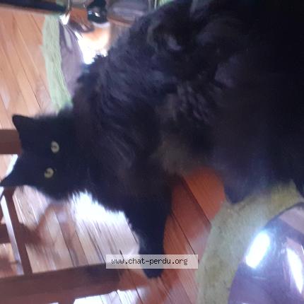 Photo 1/1 Végéta Chat perdu à Belleu