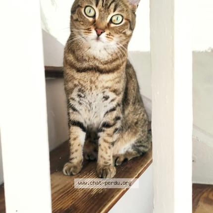 Photo 1/1 MINOU Chat perdu à Thiers