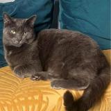 Photo de chat perdu à Oissery