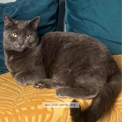 Photo 1/1 Duchesse Chat perdu à Oissery