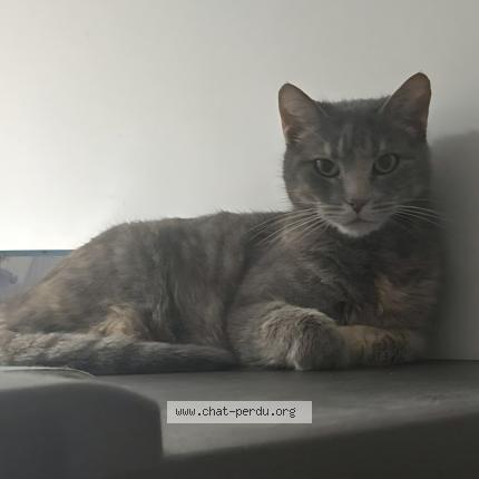 Photo 1/1 MADELEINE Chat perdu à Eaunes