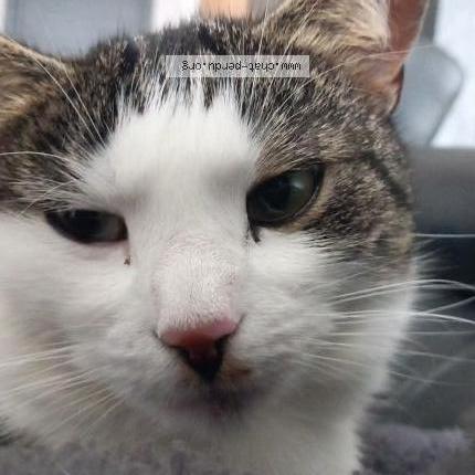 Photo 1/1 Vega Chat perdu à Essey les nancy