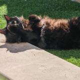 Photo de chat perdu à Villelongue Dels Monts