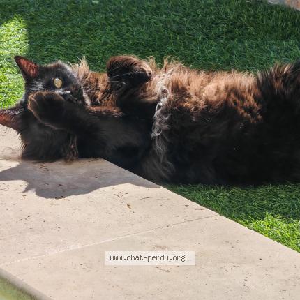 Photo 1/1 Blue Chat perdu à Villelongue dels monts