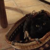 Photo de chat perdu à Brangues