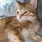 Photo de chat perdu à Bron