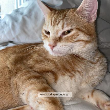 Photo 1/1 BOBO Chat perdu à Bron