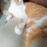 Photo de chat perdu à Lavilledieu Du Temple