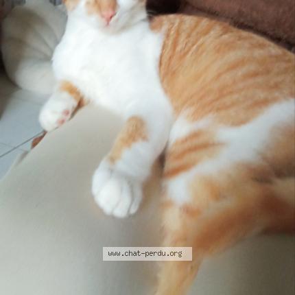 Photo 1/1 Virgule Chat perdu à Lavilledieu du temple