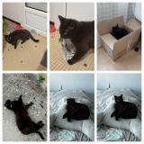 Photo de chat perdu à Angers