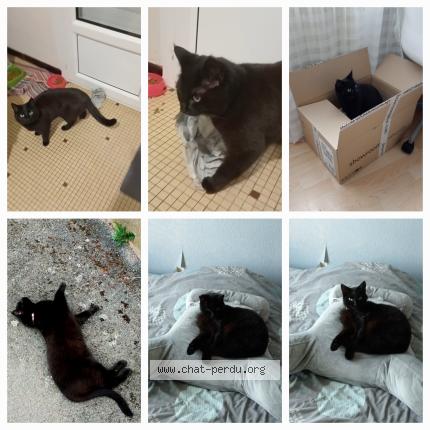 Photo 1/1 Moutcha Chat perdu à Angers