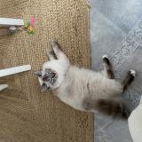 Photo de chat perdu à Angers