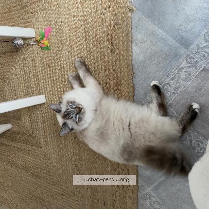 Photo 1/1 Arsène Chat perdu à Angers