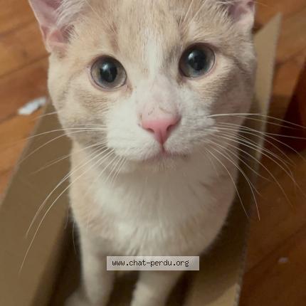 Photo 1/1 Orange Chat perdu à Greenfield park