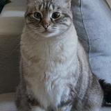 Photo de chat perdu à Six Fours Les Plages