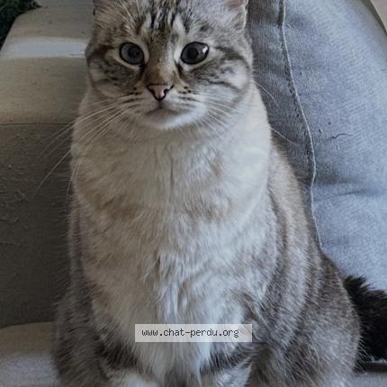 Photo 1/1 Sky Chat perdu à Six fours les plages