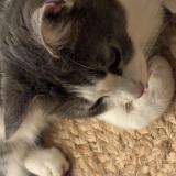 Photo de chat perdu à Magny Montarlot