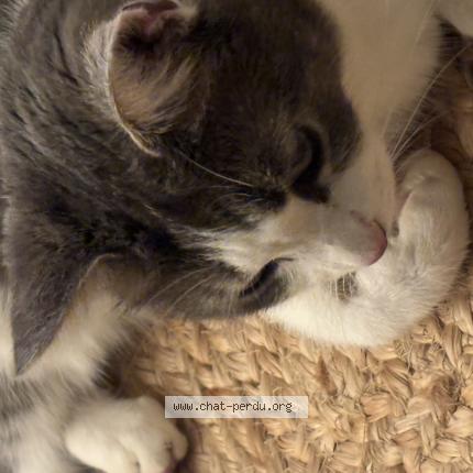 Photo 1/1 Vittoria Frousse Chat perdu à Magny montarlot