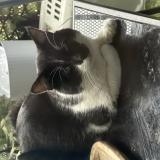 Photo de chat trouvé à Ambilly