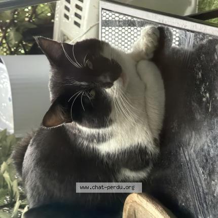 Photo 1/1 Chat trouvé Trouvé à Ambilly