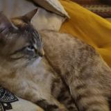 Photo de chat perdu à Le Vaudoue 77123