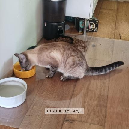 Photo 2/3 Hima Chat perdu à Le vaudoue 77123