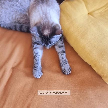 Photo 3/3 Hima Chat perdu à Le vaudoue 77123