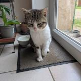 Photo de chat trouvé à Chevroux