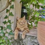 Photo de chat perdu à Fontareches