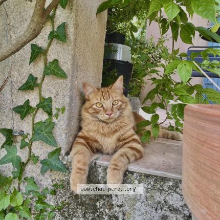 Photo 1/1 Lando Chat perdu à Fontareches