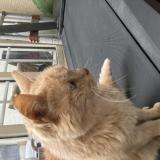 Photo de chat trouvé à Chartres