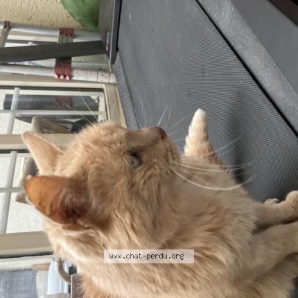 Photo 1/1 Chat trouvé Trouvé à Chartres