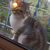 Photo de chat trouvé à Avignon