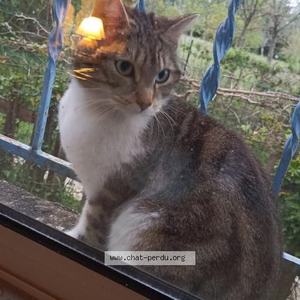 Photo 1/1 Chat trouvé Trouvé à Avignon