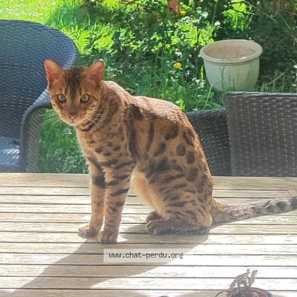 Photo 1/1 Chat trouvé Trouvé à Aire