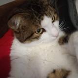 Photo de chat perdu à Tocane Saint Apre