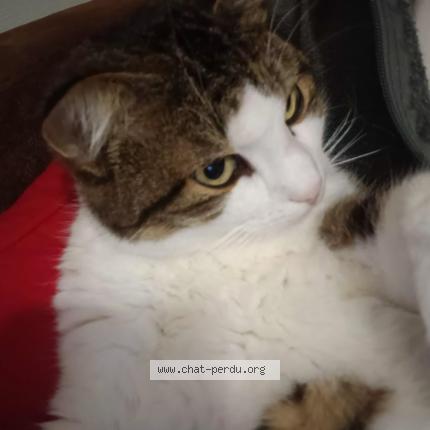 Photo 1/1 USKO Chat perdu à Tocane saint apre