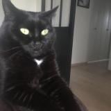 Photo de chat perdu à Rochefort Montagne